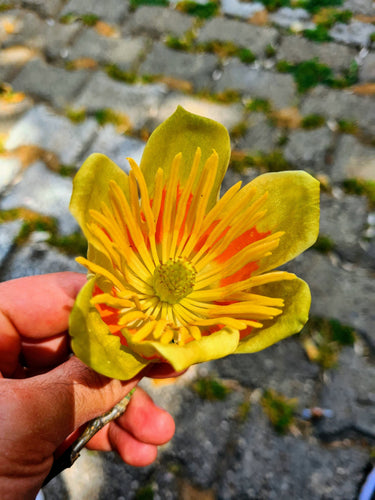 15 TULIP POPLAR TREE Yellow Flower Liriodendron Tulipifera Whitewood Seeds